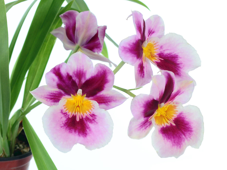 Miltoniopsis Lime Light "imogene Smith"