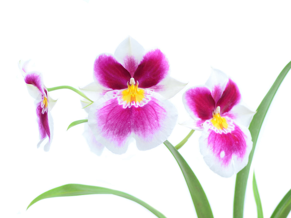 Miltoniopsis Twin Peaks h00033