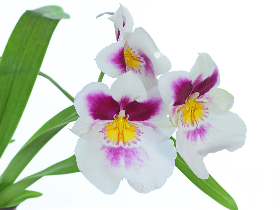 Miltoniopsis Twin Peaks h00033