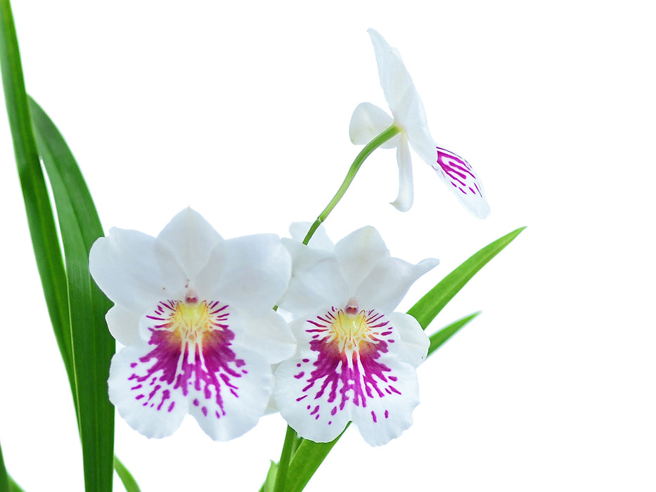 Miltoniopsis phalaenopsis ´John Leathers`