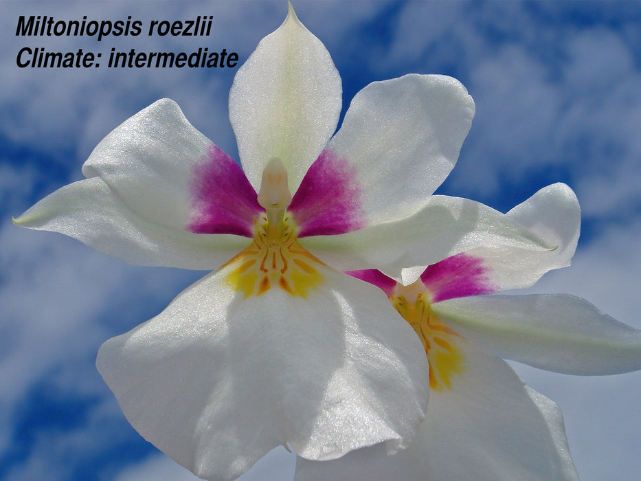 Miltoniopsis roezlii