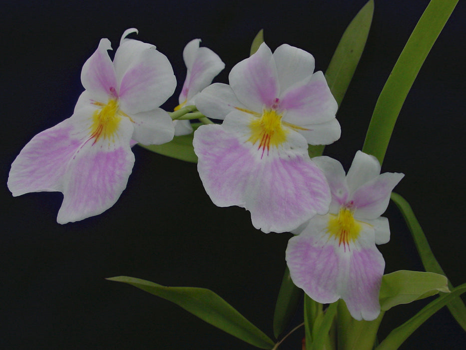 Miltoniopsis vexillaria