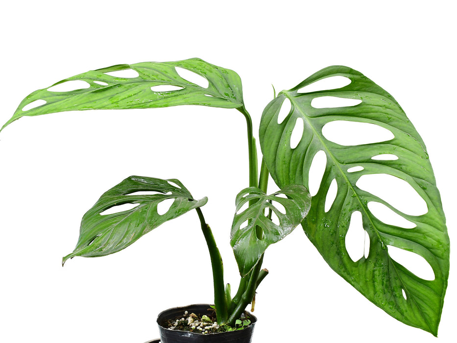 Monstera adansonii