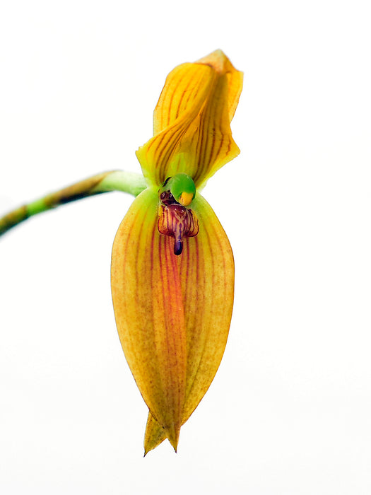 Maxillaria multifoliata