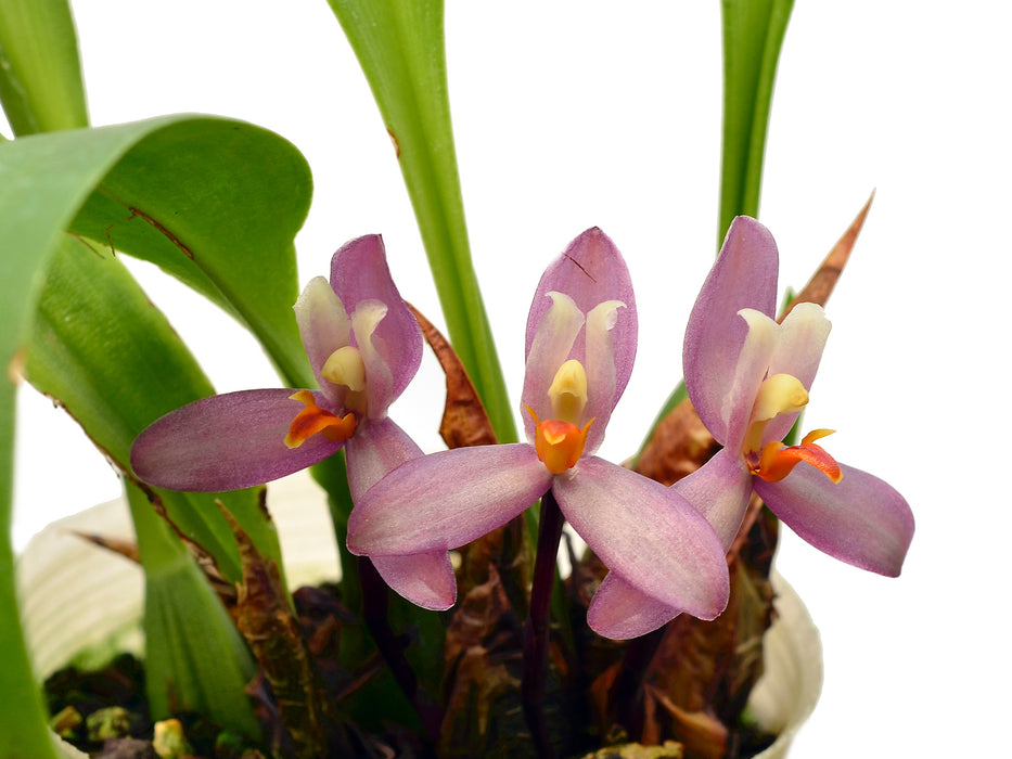 Maxillaria  richii