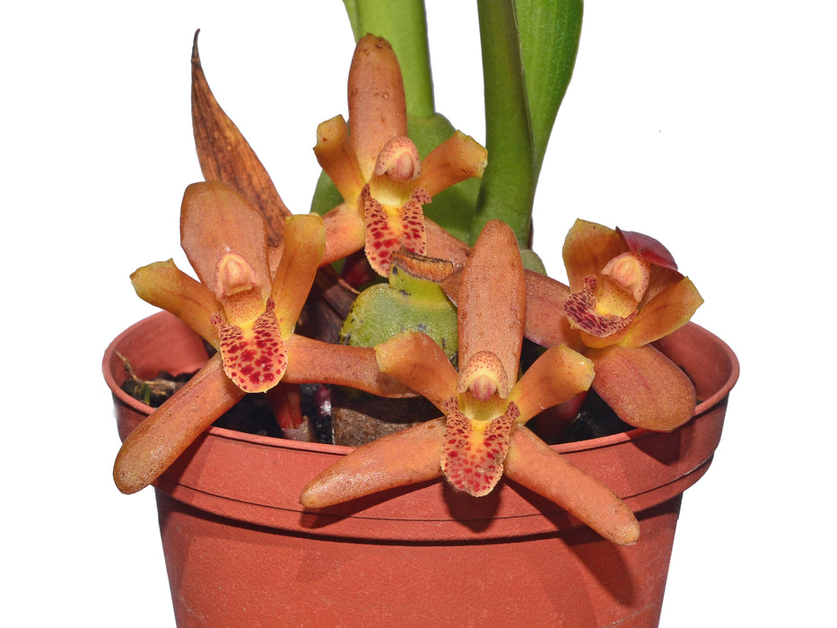 Maxillaria rufescens