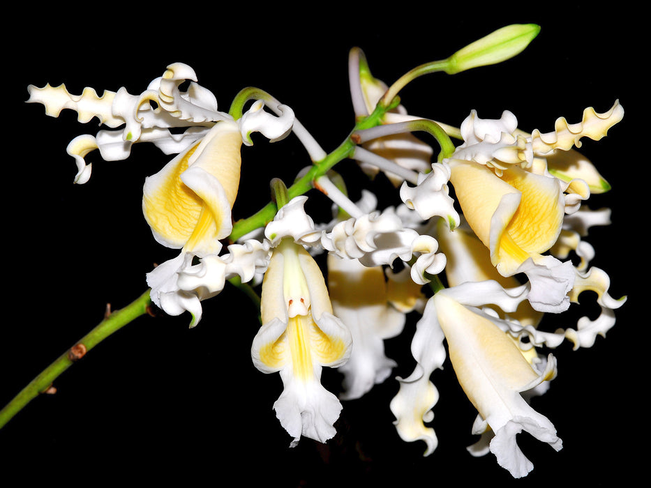 Myrmecophila brysiana f. alba