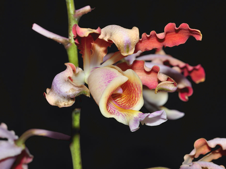 Myrmecophila tibicinis