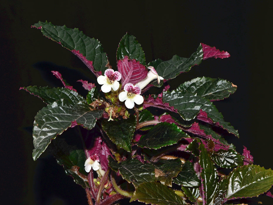 Nautilocalyx glandulifer