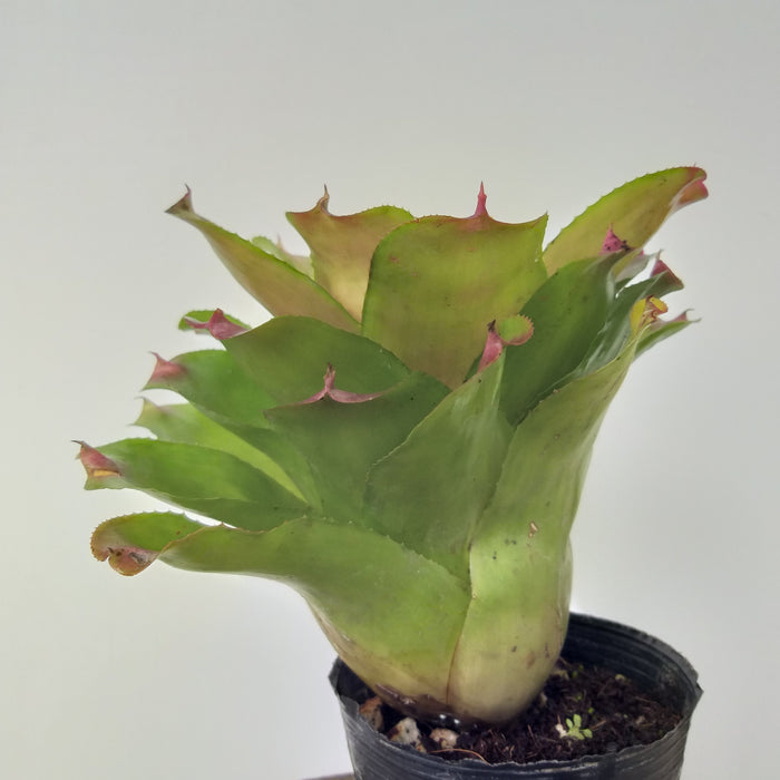 Neoregelia Donna