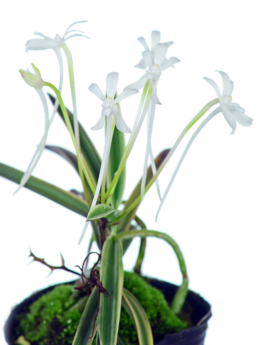 Neofinetia falcata