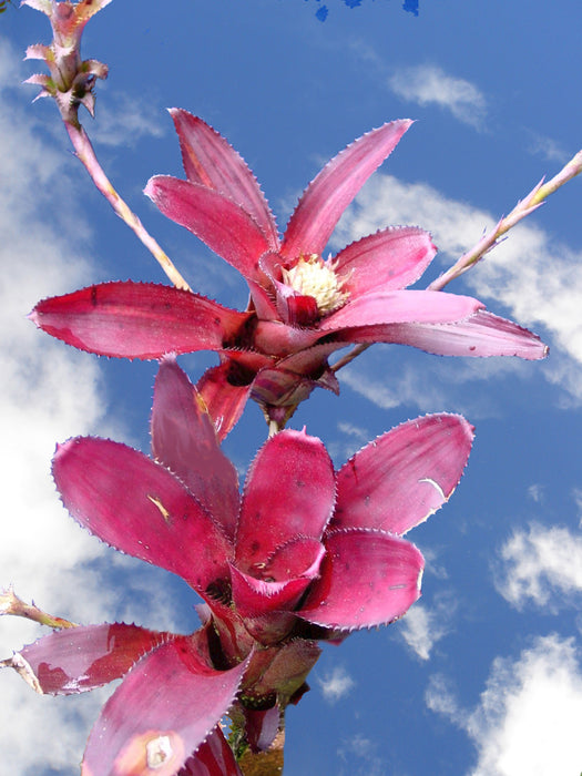 Neoregelia aculeatosepala