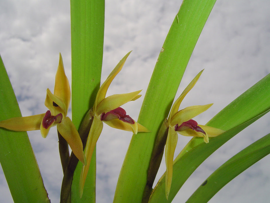 Nitidobulbon nasutum