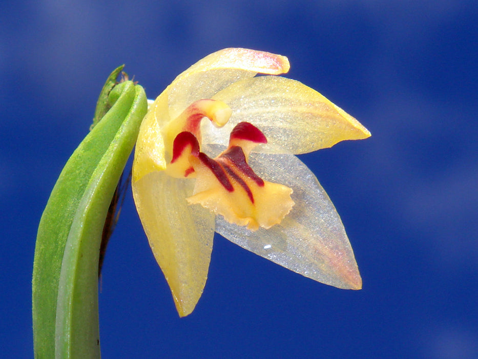 Octomeria grandiflora