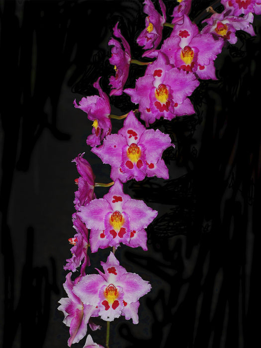 Oncidium Nationhood 'Bossa Nova'