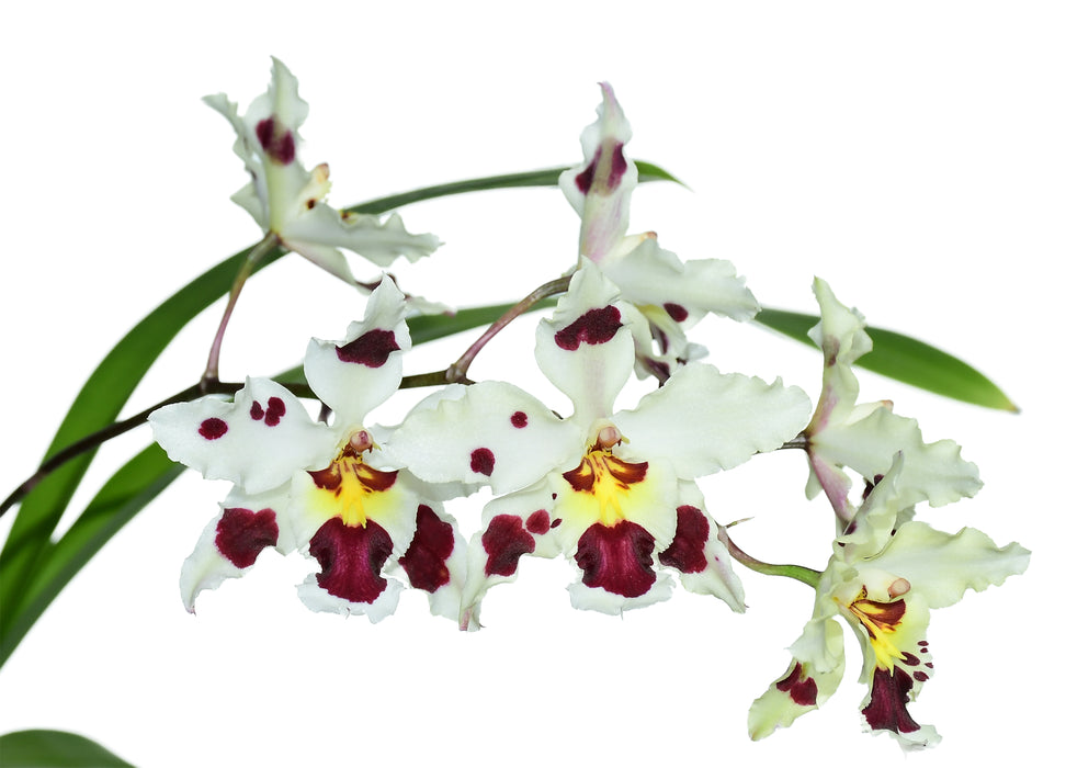 Odontioda Star Trex x Odontoglossum nobile X Odontioda Or64 Mc hahon Fortuna