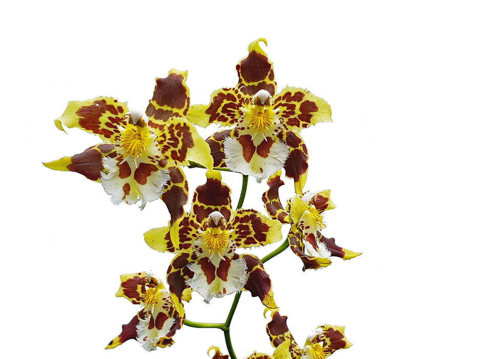 Odontoglossum hallii milagro