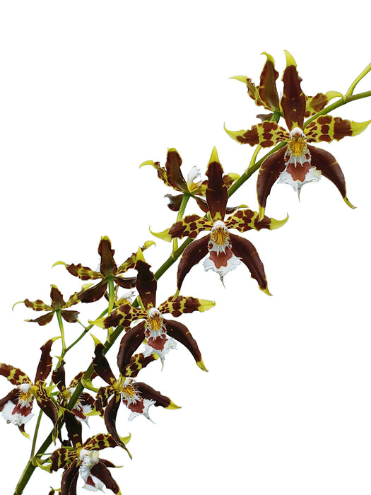 Odontoglossum hallii-elegans