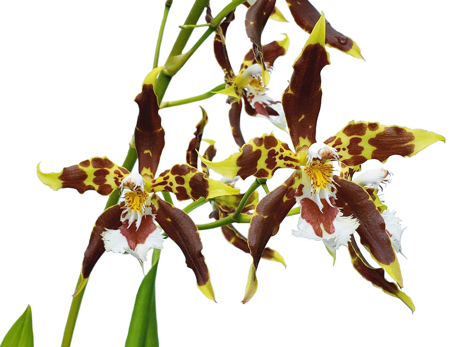 Odontoglossum hallii-elegans