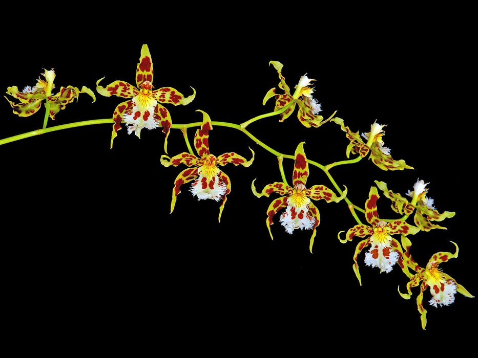 Odontoglossum hallii xanthinum