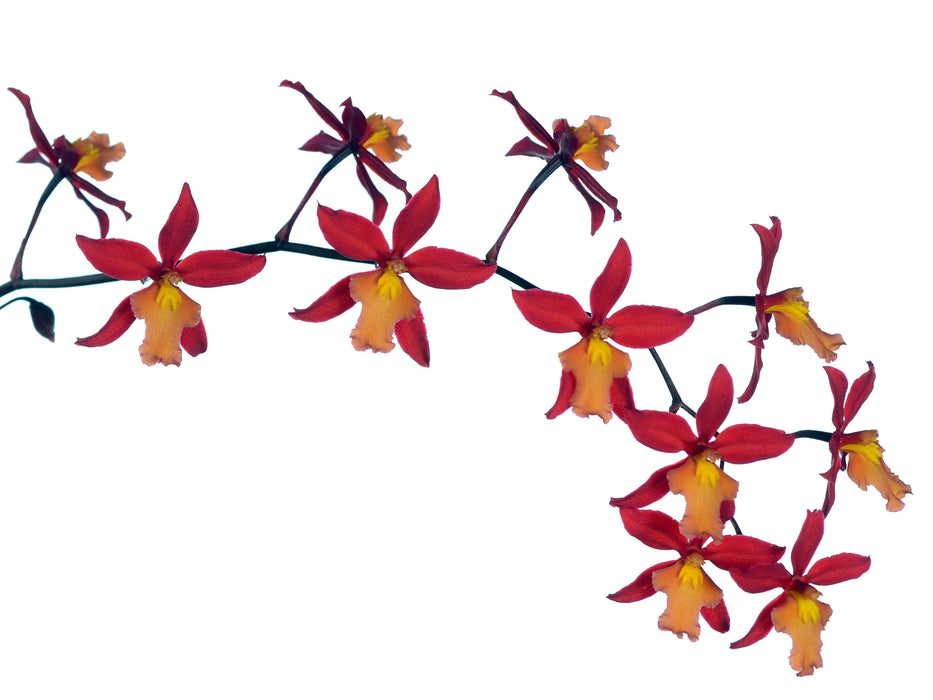 Oncidium Camilita Portilla