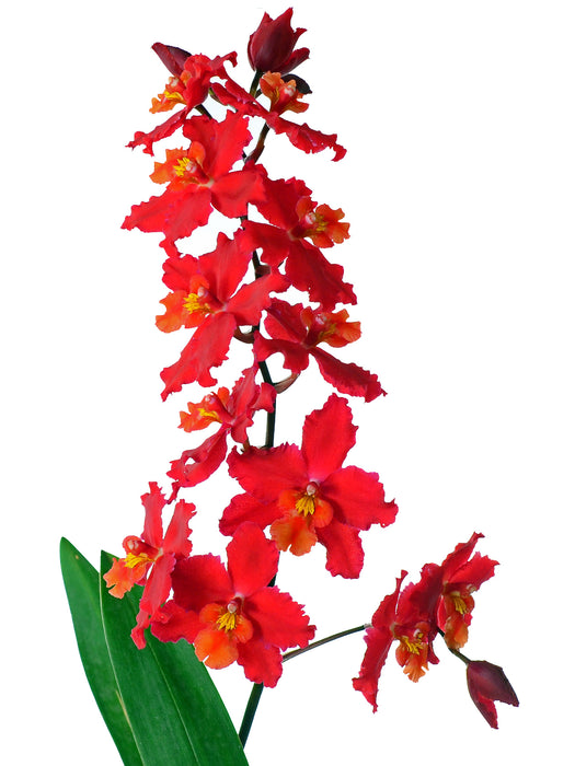 Oncidium Cholita Cuencana