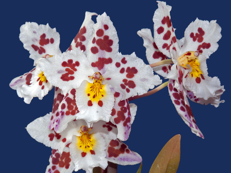 Oncidium Piti Duran