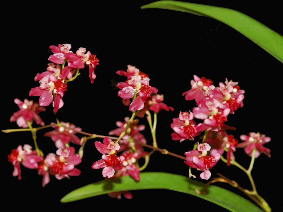 Oncidium Twinkle 'Red Fantasy'