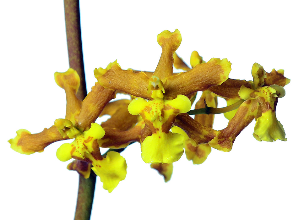 Oncidium abruptum