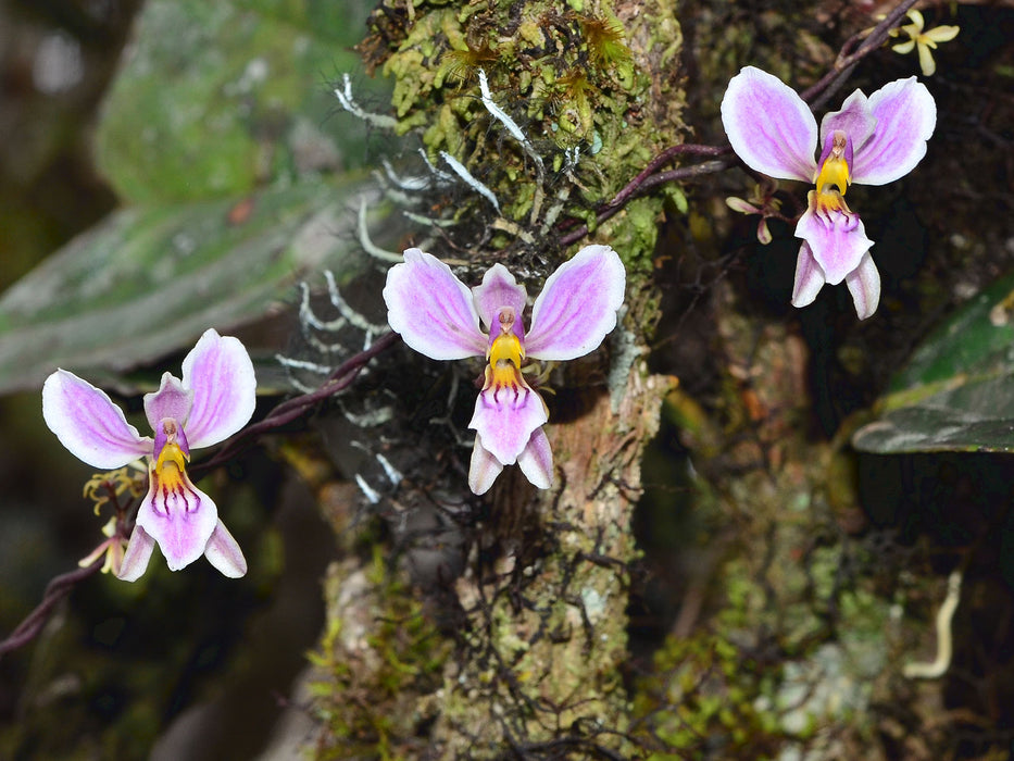 Oncidium acinaceum