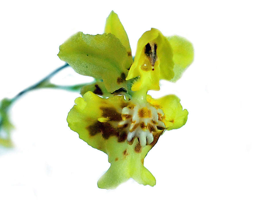 Oncidium adelaidae