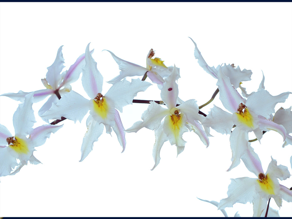 Oncidium alexandrae