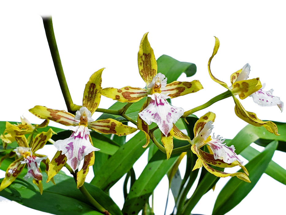 Oncidium astranthum