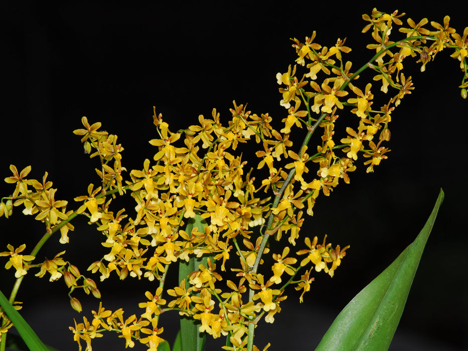 Oncidium chrysomorphum