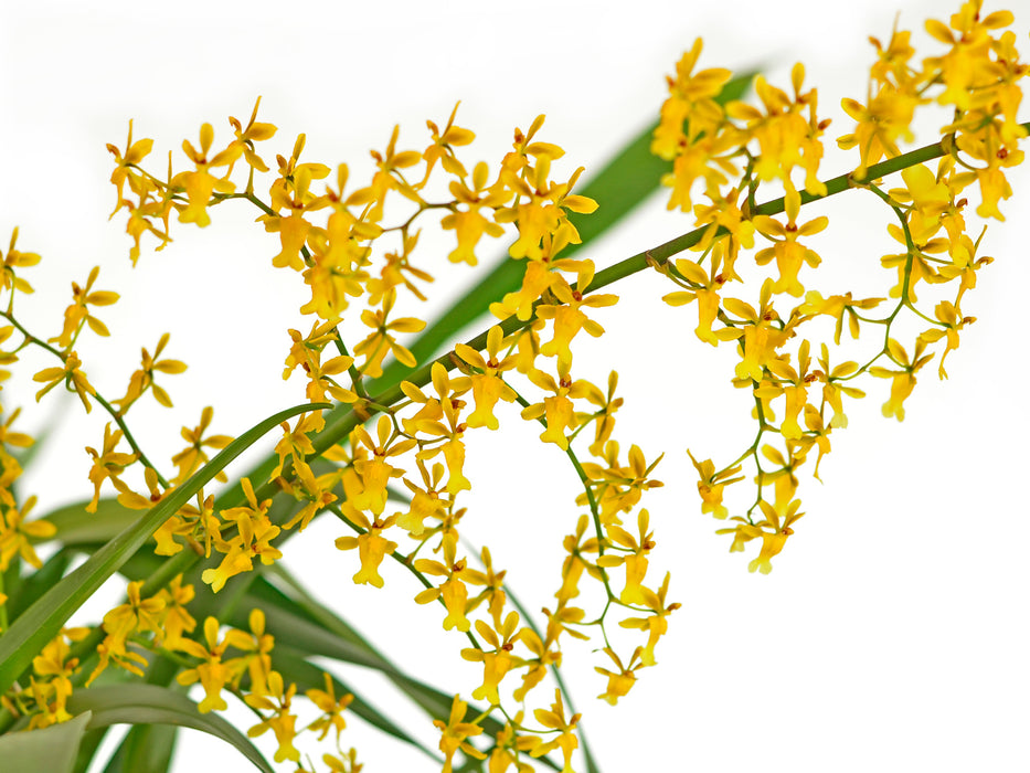 Oncidium chrysomorphum