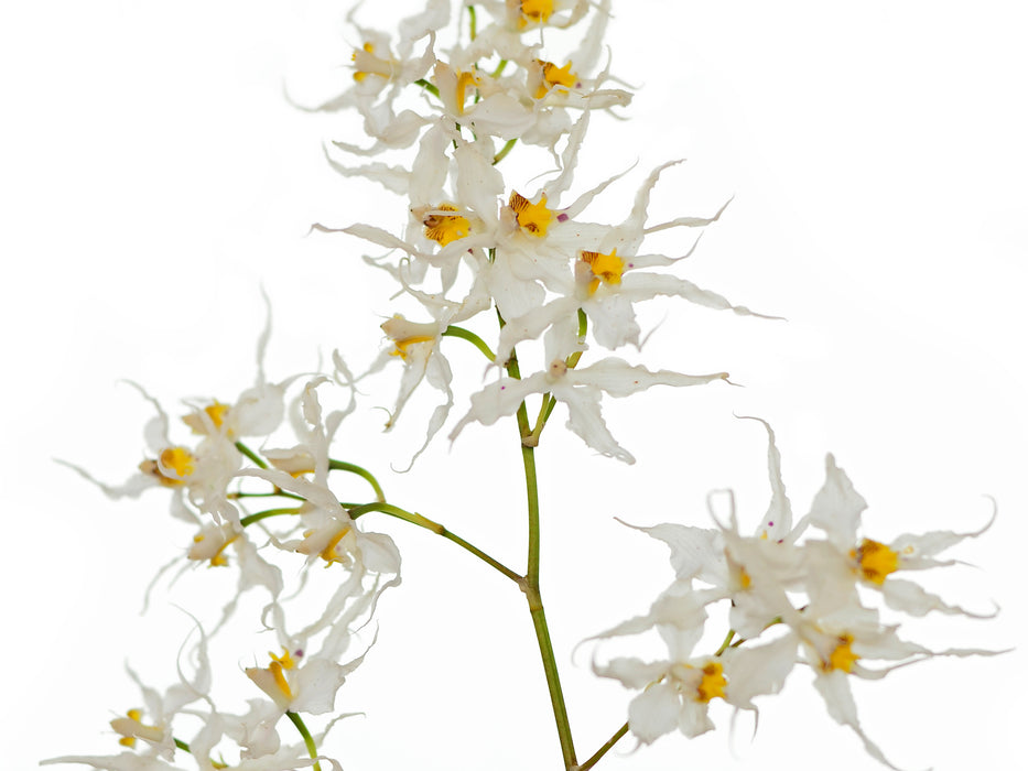 Oncidium cirrhosum alba