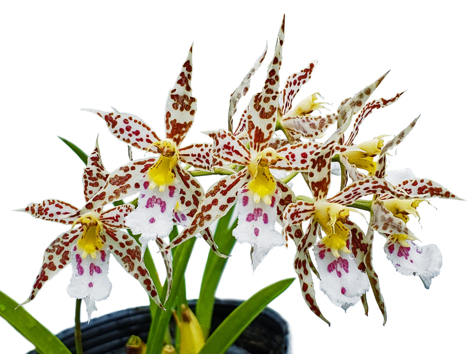 Oncidium constrictum