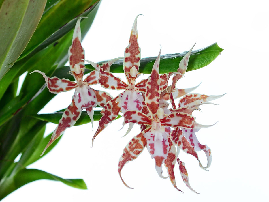 Oncidium crocidipterum