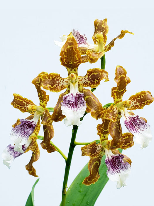 Oncidium deburghgraeveanum