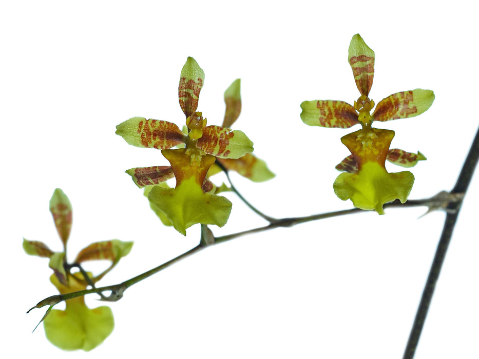 Oncidium fasciferum