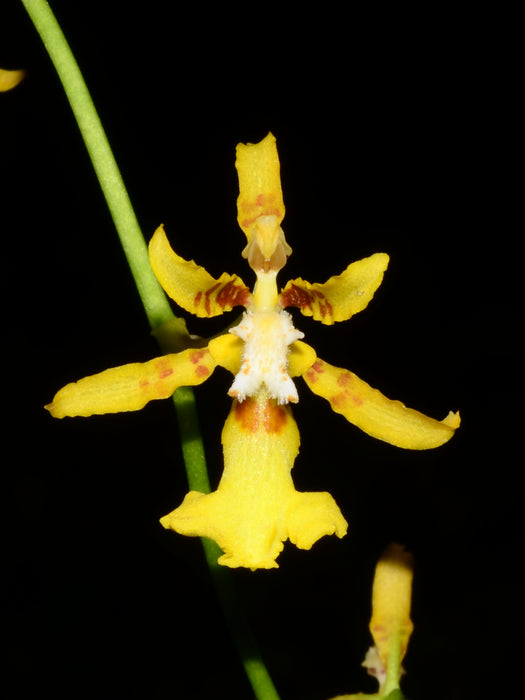 Oncidium hapalotyle