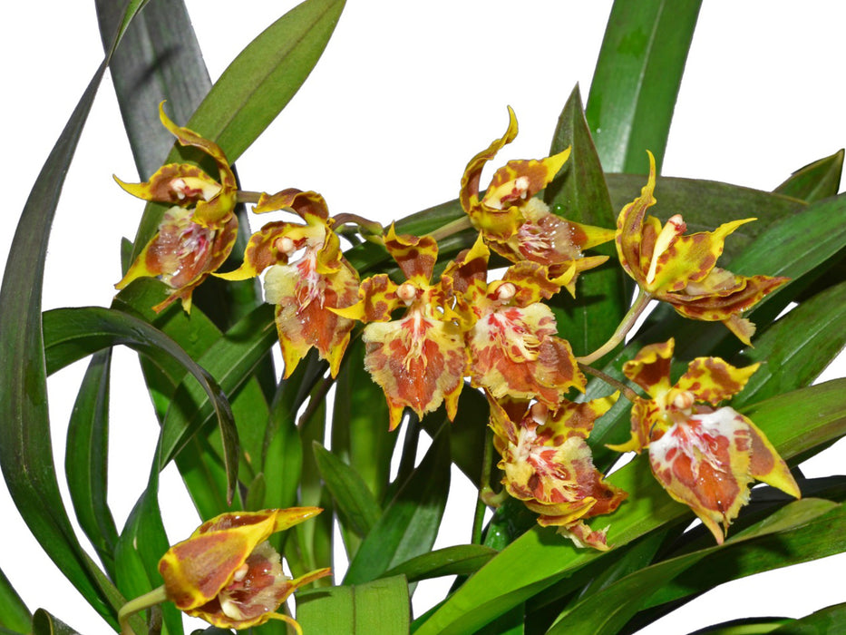 Oncidium hennisii