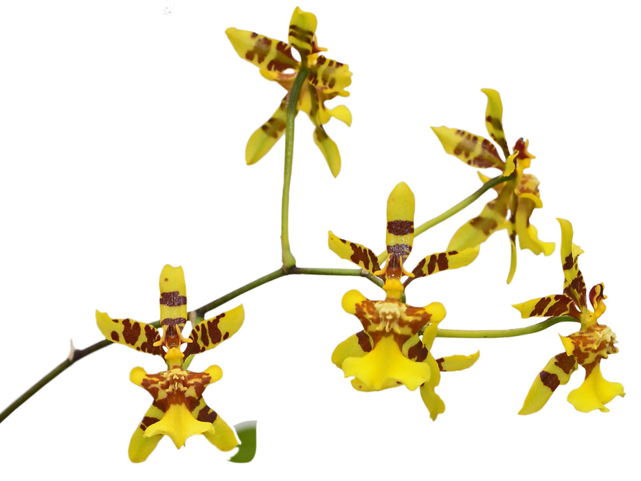 Oncidium heterodactylum