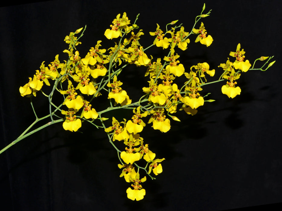 Oncidium lykaiosii