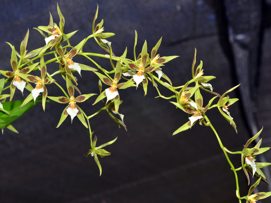 Oncidium multistellare