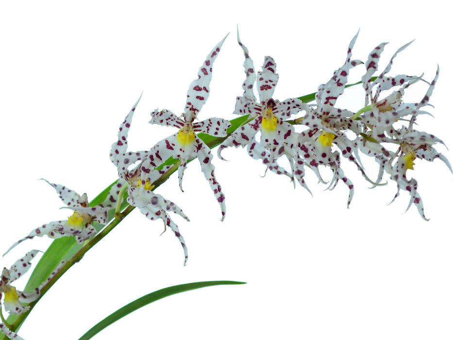 Oncidium naevium