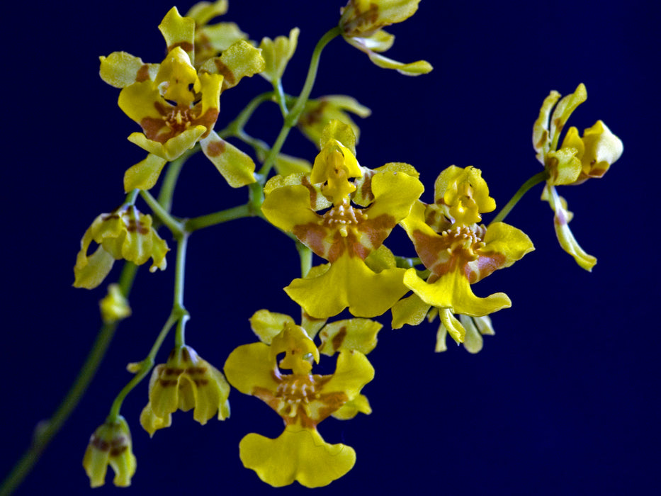 Oncidium pentadactylon