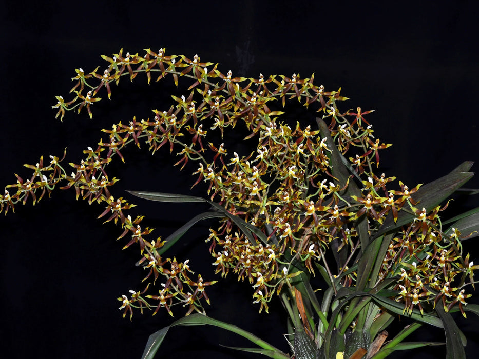 Oncidium portmannii