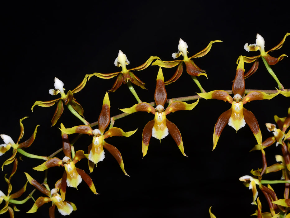 Oncidium portmannii