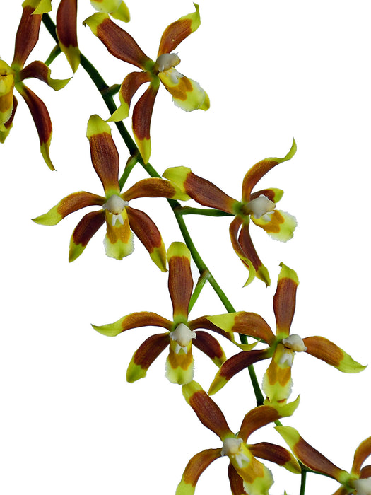 Oncidium portmannii